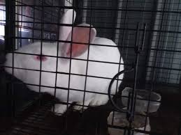 Here, i will cover everything you will need to know to start a profitable rabbit farming for meat or growing them as a pet. Why Is Rabbit Meat So Expensive Family Farm Livestock