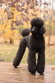 Black And White Standard Poodle Teddy Bear Cut Oops We Must Have Been Sleeping Pudel Welpen Pudel Pudel Schnitte