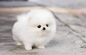 Looking for a teacup pomeranian hand delivery service of our teacup pomeranian puppies is available throughout the usa and across the globe! How Much Are Teacup Pomeranians Cost Care Tips