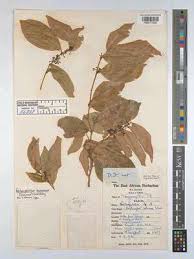 Image result for Nectaropetalum