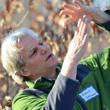 Efforts to regrow the American chestnut tree sprouting in Frederick County 
