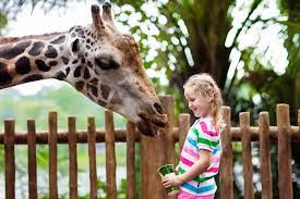 How To Own A Zoo