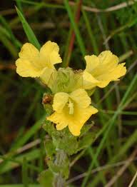 Image result for Alectra sessiliflora