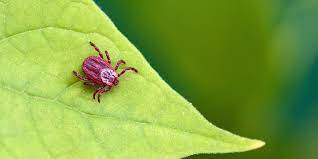 40+ großartig fotos haus der sozialen dienste erfu. Milben Uberblick Zu Den Arten Allcon