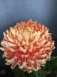 River City Photograph By Pat Stockett Johnston Chrysanthemum Flowers Nature Flower Farm