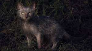 Browse the user profile and get inspired. Werewolf Cats Exist And You Can Own One Abc News