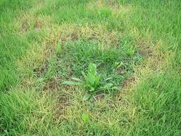 Maybe you would like to learn more about one of these? Common Causes Of Yellowing Lawn And Methods To Stop It Jimsmowing Com Au