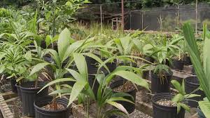 We did not find results for: Different Types Of Palm Trees And How To Care For Them Youtube