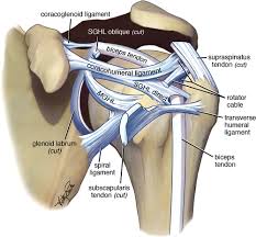 Beyond The Cuff Mr Imaging Of Labroligamentous Injuries In The Athletic Shoulder Radiology