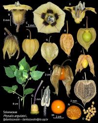 Image result for Physalis angulata