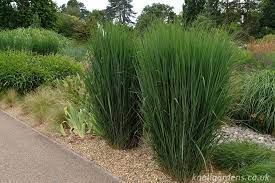 We did not find results for: Panicum Northwind Knoll Gardens Ornamental Grasses And Flowering Perennials Ornamental Grasses Perrenial Gardens Small Backyard Landscaping