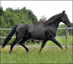 Tennessee Walking Horse Stallion At Stud Postmark Delight 846228 Tennessee Walking Horse Horses Walking Horse