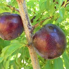 Peaches, apricots, nectarines and plums. Types Of Plum Trees Best Plum Tree Varieties