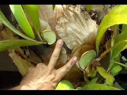 You can detach these pups from the mother plant and propagate them as new plants. Propagate Staghorn Fern By Cutting Youtube