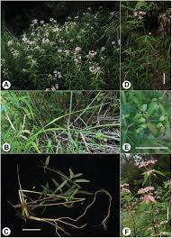 Image result for Euphorbia depauperata