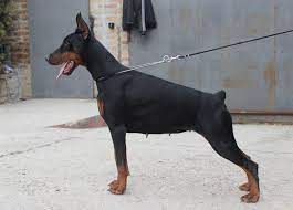 doberman doberman sobaki