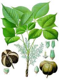 The name rubber originates from the material's ability to erase pencil marks; Hevea Brasiliensis Wikipedia