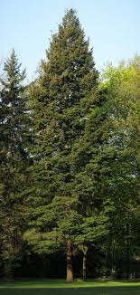 Immergrune Baume Differenzierung Sichtschutz Wikipedia Gartengartenarbeit Baumeschnellwachsend Ideen Straucher T Evergreen Trees Douglas Fir Evergreen