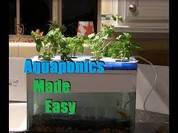 Hydroponic gardens also have fewer issues with bugs, pests, and diseases. Cheap And Easy 35 Aquaponics Hydroponics Setup Youtube