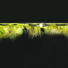 Image result for Spirodela