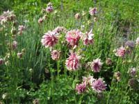Image result for Aquilegia vulgaris Tower Mix
