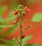 Image result for Chamaecrista gracilior