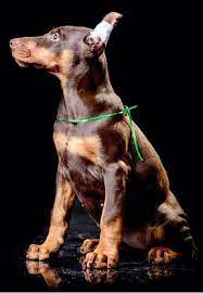 Maybe you would like to learn more about one of these? European Doberman Puppies For Sale In Usa Sierra Dobie Farms Doberman Puppies For Sale European Doberman Doberman Puppy