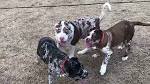 Deepwood Acres American Mastiffs, American Mastiff Puppies ...