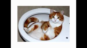 Maybe you would like to learn more about one of these? Bersiaplah Arti Mimpi Kotoran Kucing Youtube