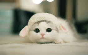 Support 100k foll ya terimakasih sudah follow @kucinglucu.co boleh like, koment, save dan tag temanmu. Drawing Cat Face Dogs 19 Ideas Kittens Cutest Cute Animals Cute Cats