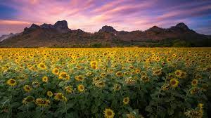 Check spelling or type a new query. Get Fields Of Flowers Microsoft Store