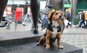 Le Marquage Urinaire Chez Le Chien Explications