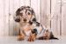 Long Hair Dachshund