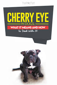 Especially pekingese, neapolitan mastiff, cocker. Cherry Eye In Dogs What It Means And How To Deal With It