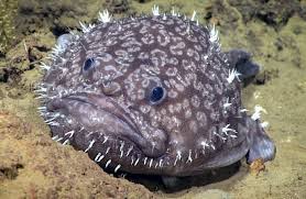 Image result for Sladeniaceae