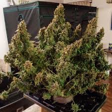 Mars hydro led grow light review. Mars Hydro Ts 600 Led Grow Light For Indoor Plants Full Spectrum 100w 1 5ftx1 5ft 2ftx2ft Coverage For Sale Buy Mars Hydro Ts 600 Led Grow Light For Indoor Plants Full Spectrum 100w 1 5ftx1 5ft