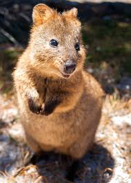 50 Quokka Facts Smiling Baby Flinging Selfie Kings Everywhere Wild