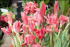 Image result for Etlingera