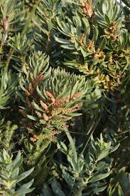Image result for Myrica kandtiana