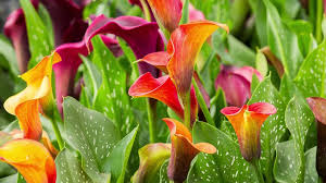 We did not find results for: Captain Rosette Calla Lily Zantedeschia American Meadows