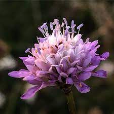 good morning gunaydin tuyden hafif olurum boyle sabahlar karsi damda bir gunes parcasi icimde kus civiltilari sarkilar bagira cagira duserim plants flowers