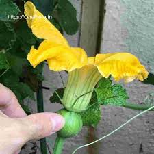 Image result for Cucurbita