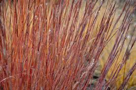 Image result for Schizachyrium jeffreysii