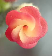 Image result for Hermannia seineri