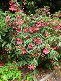 Image result for Begonia scutifolia
