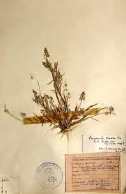 Image result for Eragrostis viscosa