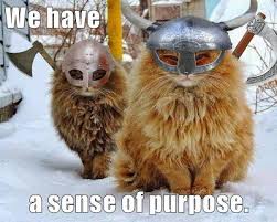 We Have A Sense Of Purpose Fluffy Cat Funny Animals Cute Animals