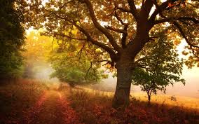 Maybe you would like to learn more about one of these? Nature Landscapes Trees Roads Autumn Fall Seasons Fog Mist Haze Colors Fields Wallpapers Hd Desktop And Mobile Backgrounds