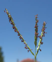 Image result for Digitaria diagonalis