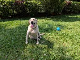 Free breakfast can be enjoyed at the following pet friendly beach hotels in florida: Best Pet Friendly Resorts Near Mumbai For Weekend Getaways Yuyiii